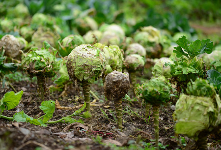 Cabbage in gardenの写真素材