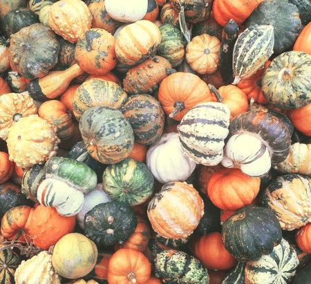 Decorative autumnal pumpkins background - Autumn colors