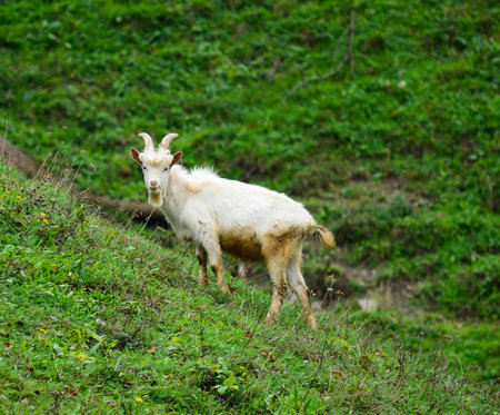Goat at meadow grazingの写真素材