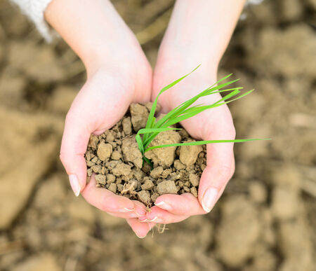 Plant in hand - Environment or agriculture conceptの写真素材