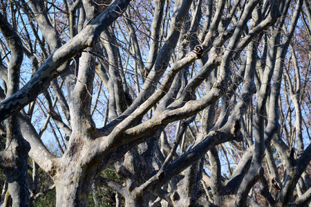 Naked trees with branches