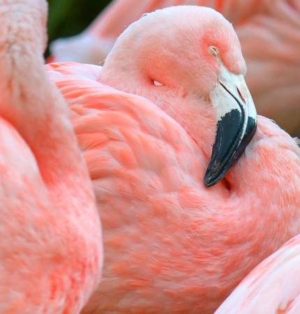 Flamingo portraitの写真素材