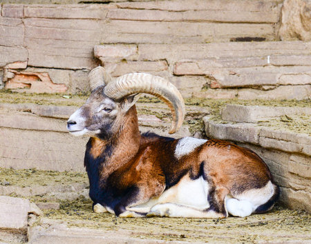 Ram reting on rocksRam resting on rocksの写真素材
