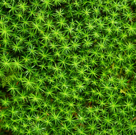 Moss texture background
