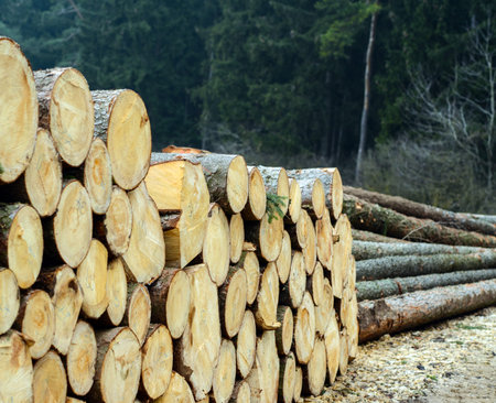 Pile of wood logs ready for winter