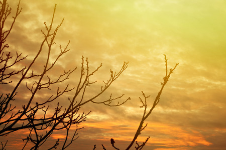 Tree without leaves at the sunsetの写真素材