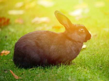 Black rabbitの写真素材