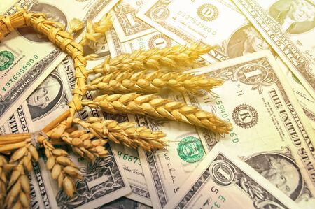 Wheat and dollar banknote in close upの写真素材