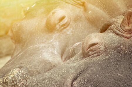 Hippo couple sleepingの写真素材