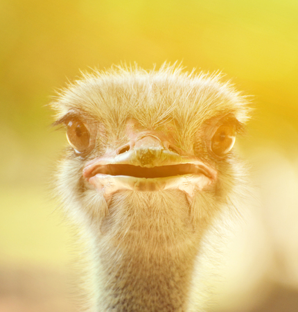 Ostrich head closeupの写真素材