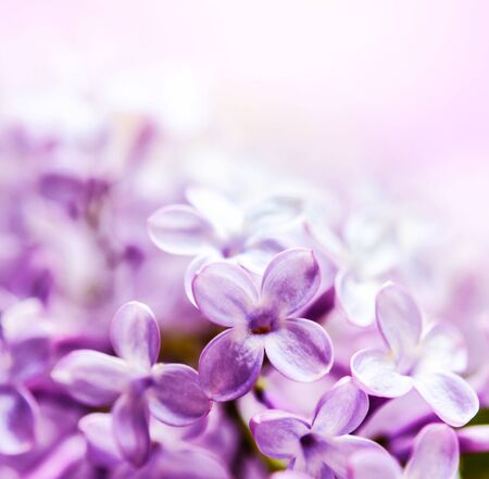 Lilac macro shotの写真素材