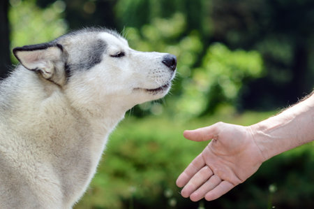 Training dog