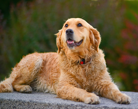 Golden retriever portraitの写真素材
