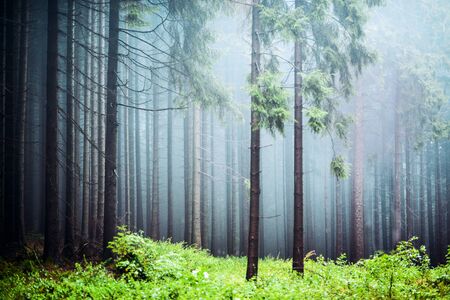 Misty pine forestの写真素材