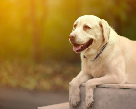 Labrador retriever portrait