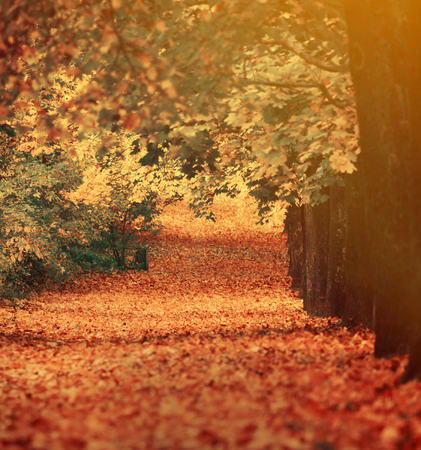 Beautiful dreamy autumn forest with walkiing pathの写真素材