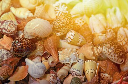 Sea shells backgroundの写真素材