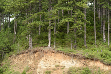 Forest erosion