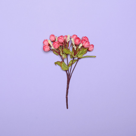 Flowers against bright purple background - Minimal conceptの写真素材