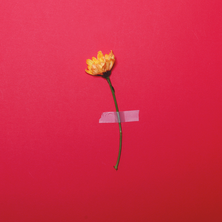 Fresh yellow flower taped on red pastel  background - Minimal flat lay conceptの写真素材