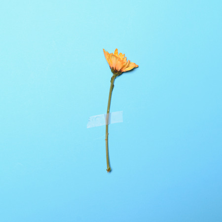 Fresh yellow flower taped on blue pastel  background - Minimal flat lay conceptの写真素材