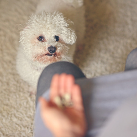Woman hands holding threat cookies for small Bichon Frise dog - Training pet conceptの写真素材