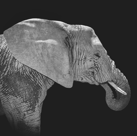 African Elephant portraitの写真素材