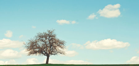 Single lonely tree on green field over blue skyの写真素材
