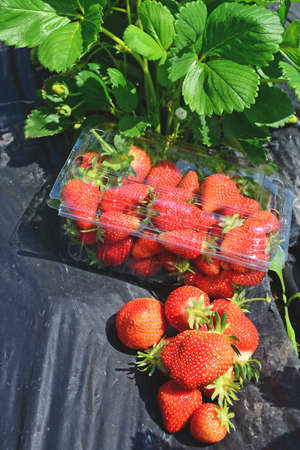 Fresh strawberries at plantationの写真素材
