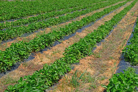 Plantation of strawberriesの写真素材