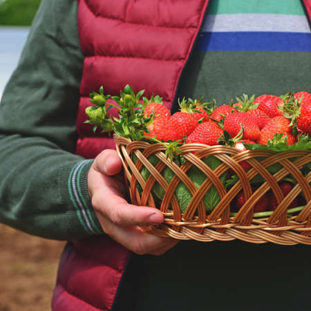 Farmer holding fresh strawberries in basketの写真素材