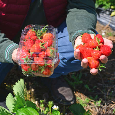 Farmer holding fresh strawberriesの写真素材