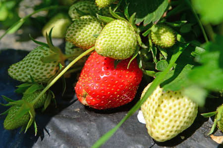 Extreme close up of green and red straberriesの写真素材