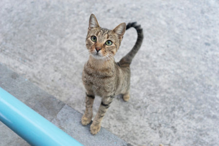 Portrait of a cute domestic  cat
