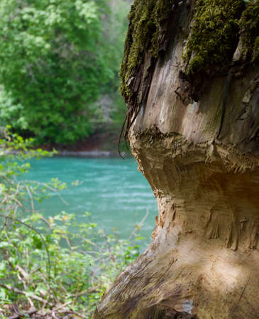 Beaver marks on a tree trunk at blue river Aare in Switzerlandの写真素材
