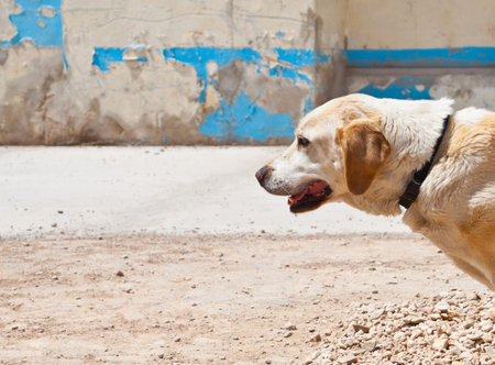 White dog and blue wall