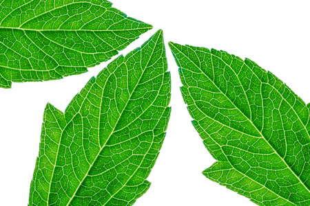 green leaf isolated on white background
