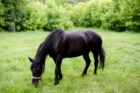 A horse eating grass in a meadow, the dark stallionの写真素材