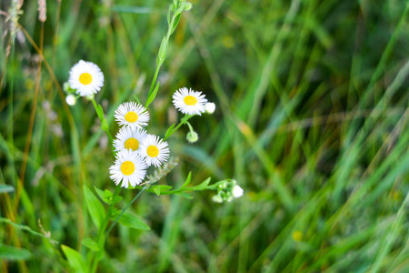 Beautiful blooming daisy field. Spring Easter flowers. Daisy flower background. Summer camomile...