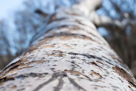 Background from poplar bark. Texture of bark of a tree.の写真素材