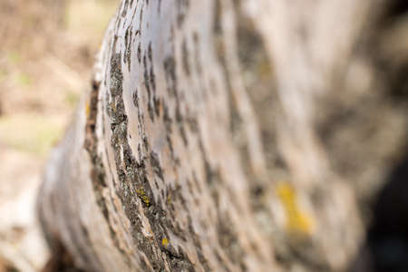 Background from poplar bark. Texture of bark of a tree.の写真素材