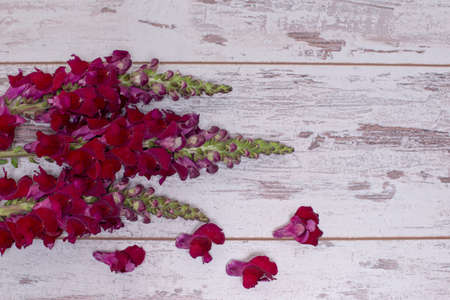 Pink tulips and Snapdragon flowers over shabby white wooden table, with space for textの写真素材