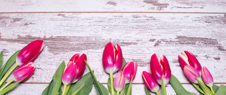 Pink tulips over shabby white wooden table, with space for textの写真素材