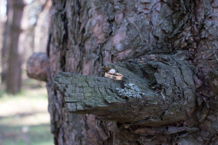 Wedding rings on a tree bark. Jewelry at the wedding.の写真素材