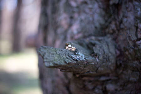 Wedding rings on a tree bark. Jewelry at the wedding.の写真素材