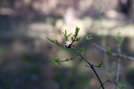 Wedding rings hanging on a branch. Wedding gold rings.の写真素材