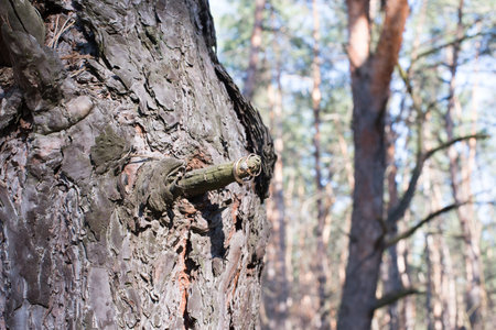 Wedding rings on a tree bark. Jewelry at the wedding.の写真素材