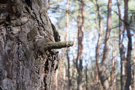 Wedding rings on a tree bark. Jewelry at the wedding.の写真素材
