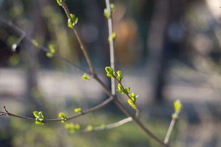 The first spring gentle leaves, buds and branches macro background, young branches with leaves and buds, First sprout on tree branch. Nature awakening in spring. Horizontal view.の写真素材