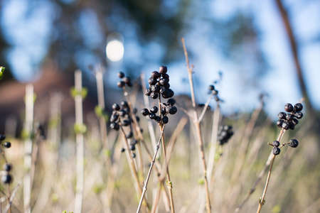 dry bush with berries The first spring gentle leaves, buds and branches macro background, young branches with leaves and buds, First sprout on tree branch. Nature awakening in spring. Horizontal view.の写真素材